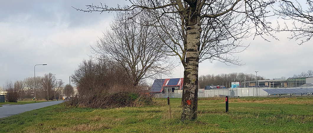 bedreigde bomen op zernike