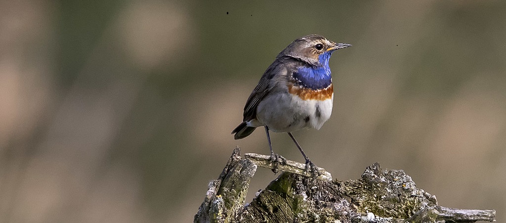 vogels, 100 kilometer, virus