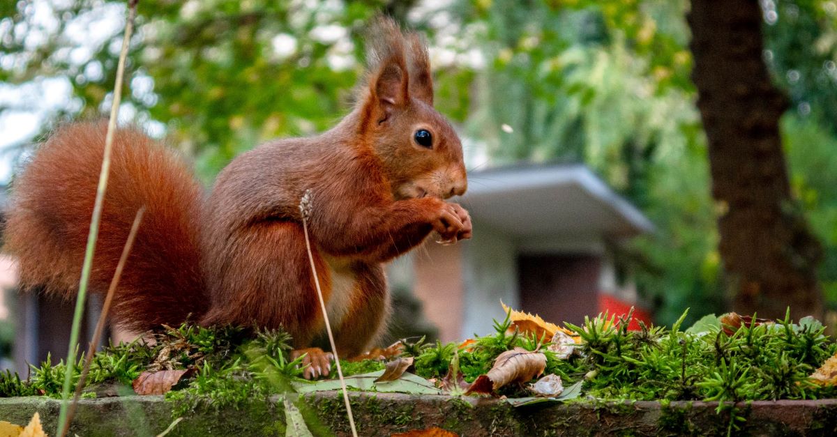 toetsenbordeekhoorns Hanze